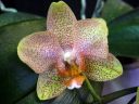 Phalaenopsis_hybridi_PL2_20070309_IMG_4136.jpg