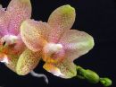 Phalaenopsis_hybridi_PL2_20070319_IMG_0264.jpg