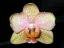 Phalaenopsis_hybridi_PL2_20070319_IMG_0368.jpg