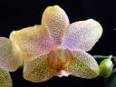 Phalaenopsis_hybridi_PL2_20070319_IMG_0771.jpg