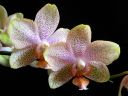 Phalaenopsis_hybridi_PL2_20070319_IMG_1053.jpg