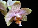 Phalaenopsis_hybridi_PL2_20070319_IMG_1054.jpg