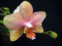 Phalaenopsis_hybridi_PL2_20070319_IMG_7126.jpg