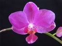 Phalaenopsis_hybridi_PL3_20070131_IMG_1155.jpg