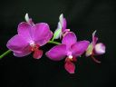 Phalaenopsis_hybridi_PL3_20070131_IMG_1455.jpg