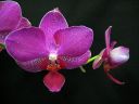 Phalaenopsis_hybridi_PL3_20070131_IMG_1457.jpg