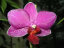 Phalaenopsis_hybridi_PL3_20070131_IMG_2349.jpg