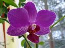 Phalaenopsis_hybridi_PL3_20070131_IMG_2350.jpg