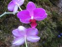 Phalaenopsis_hybridi_PL3_20070131_IMG_3289.jpg