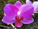 Phalaenopsis_hybridi_PL3_20070131_IMG_3660.jpg