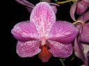 Phalaenopsis_hybridi_PL3_20070131_IMG_6520.jpg