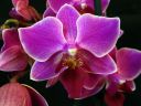 Phalaenopsis_hybridi_PLE1_20111120_IMG_0515.jpg