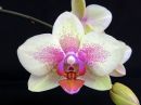 Phalaenopsis_hybridi_PLE1_20150814_IMG_4612.jpg