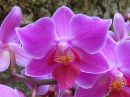 Phalaenopsis_hybridi_PLE1_20180712_IMG_7794.jpg