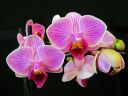 Phalaenopsis_hybridi_PLE2_20111120_IMG_0517.jpg