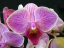 Phalaenopsis_hybridi_PLE2_20111120_IMG_0518.jpg