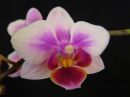 Phalaenopsis_hybridi_PLE2_20150814_IMG_3237.jpg