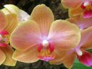 Phalaenopsis_hybridi_PLE2_20180712_IMG_7798.jpg