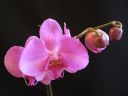 Phalaenopsis_hybridi_PLE_20090214_IMG_1266.jpg