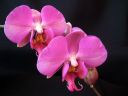 Phalaenopsis_hybridi_PLE_20090214_IMG_8525.jpg