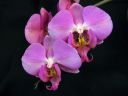 Phalaenopsis_hybridi_PLE_20090214_IMG_9294.jpg