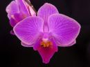 Phalaenopsis_hybridi_PLE_20111120_IMG_3168.jpg