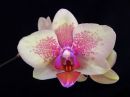 Phalaenopsis_hybridi_PLE_20150814_IMG_9644.JPG