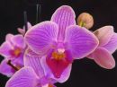 Phalaenopsis_hybridi_PLR1_20180130_IMG_3249.jpg