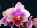 Phalaenopsis_hybridi_PLR_201161214_IMG_9593.jpg
