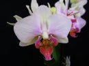 Phalaenopsis_hybridi_PLR_20180818_IMG_9064.jpg