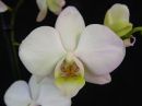 Phalaenopsis_hybridi_PLR_20181004_IMG_9352.jpg