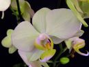 Phalaenopsis_hybridi_PLV_20171104_IMG_3172.jpg