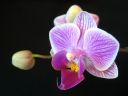 Phalaenopsis_hybridi_PL_20060120_IMG_3953.jpg