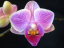 Phalaenopsis_hybridi_PL_20060120_IMG_3954.jpg