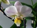Phalaenopsis_hybridi_PL_20070117_IMG_9670.jpg