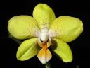 Tiedostonimi=Phalaenopsis_hybridi_PL_20070313_IMG_0573.jpg
Tiedostokoko=47kt
Koko=600x450
Lisätty=19.02.2012 Phalaenopsis_hybridi_PL_20070313_IMG_0573.jpg