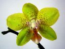 Tiedostonimi=Phalaenopsis_hybridi_PL_20070313_IMG_0603.jpg
Tiedostokoko=61kt
Koko=600x450
Lisätty=19.02.2012 Phalaenopsis_hybridi_PL_20070313_IMG_0603.jpg