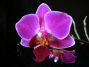 Phalaenopsis_hybridi_PL_20070807_IMG_4270.jpg