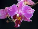 Phalaenopsis_hybridi_PL_20070822_IMG_7644.jpg