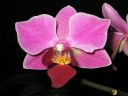 Phalaenopsis_hybridi_PL_20070823_IMG_0066.jpg