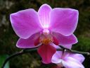 Phalaenopsis_hybridi_PL_20070823_IMG_2810.jpg