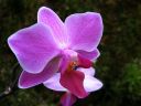Phalaenopsis_hybridi_PL_20070823_IMG_2811.jpg