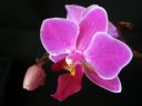 Phalaenopsis_hybridi_PL_20070823_IMG_8217.jpg