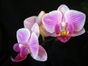 Phalaenopsis_hybridi_PL_20080108_IMG_4267.jpg