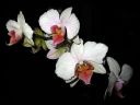 Phalaenopsis_hybridi_PL_20080118_IMG_1951.jpg