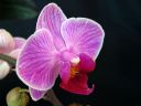 Phalaenopsis_hybridi_PL_20080122_IMG_0169.jpg