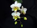 Phalaenopsis_hybridi_PLkeiki_20070117_IMG_4125.jpg