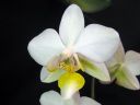 Phalaenopsis_hybridi_PLkeiki_20070117_IMG_4126.jpg