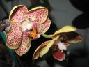 Phalaenopsis_hybridi_RK_20080118_IMG_2265.jpg