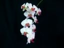 Phalaenopsis_hybridi_RUO_20061107_IMG_1799.jpg